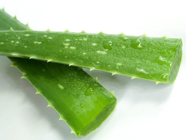 L’ALOE VERA: pianta magica, proprietà e il tortino soffice