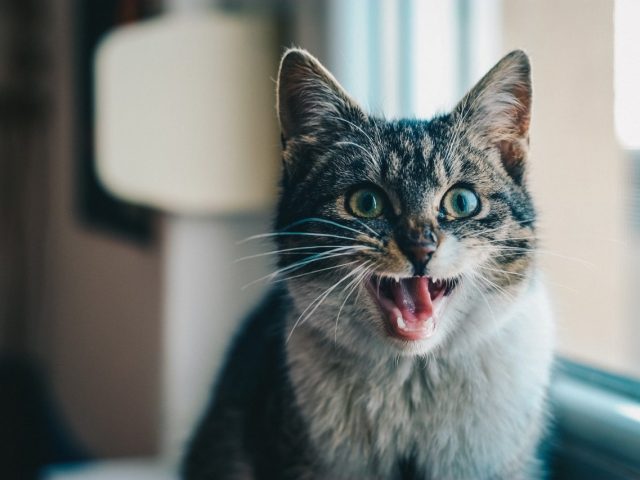 OTITE DEL CANE E DEL GATTO: come curarla e prevenirla