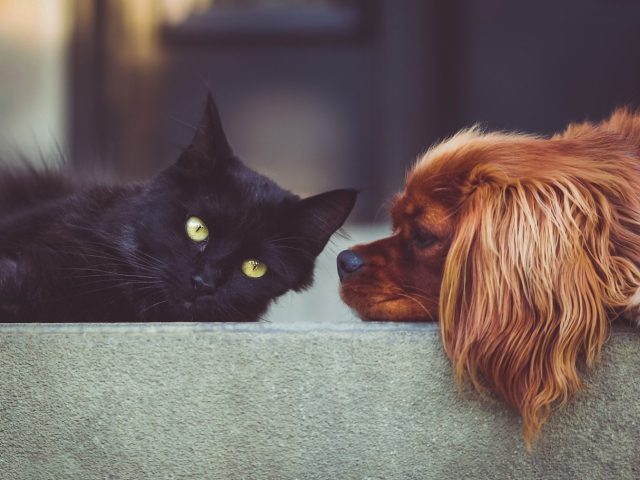 CANI E GATTI: prevenire la parassitosi intestinale