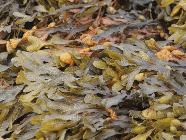 FUCUS PER DIMAGRIRE: Scopriamo un prodotto naturale