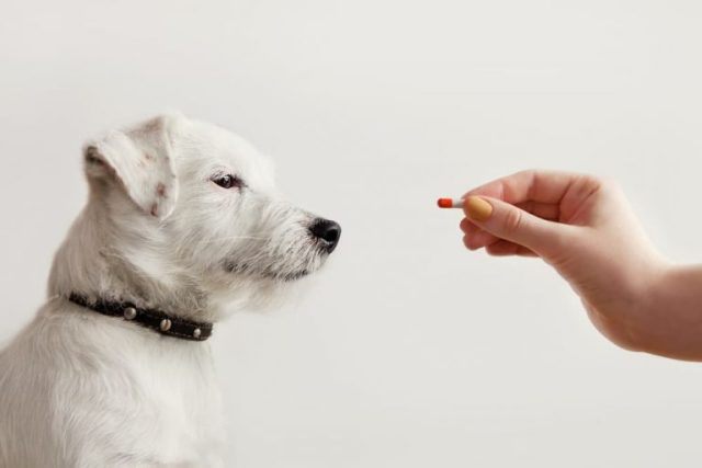 cagnolino in procinto di assumere una capsula di medicinale galenico veterinario