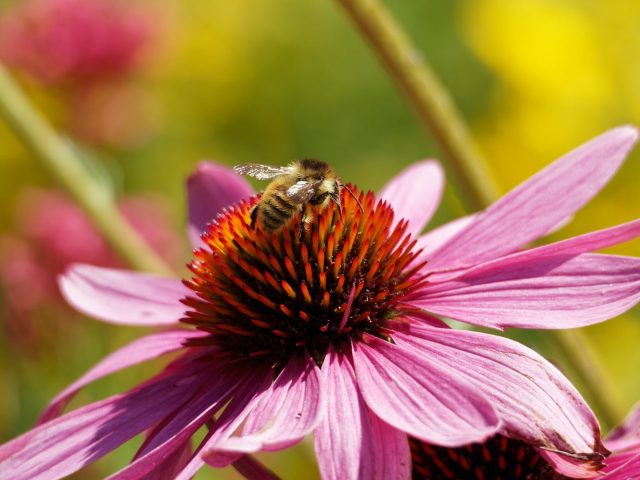 Influenza e difese immunitarie basse? Echinacea