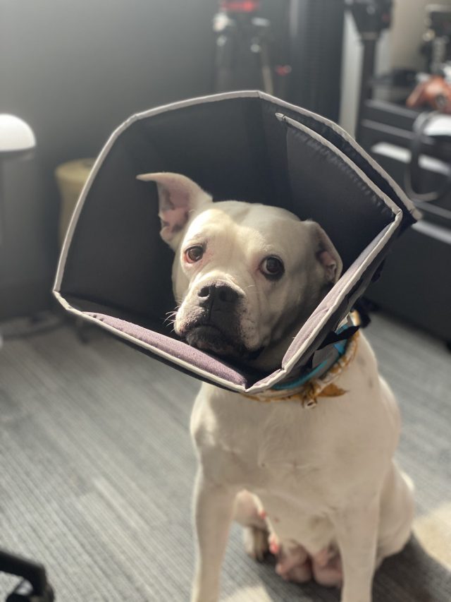 Cute purebred dog in pet cone sitting on floor