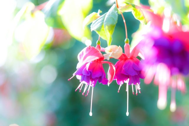 a close up of some flowers