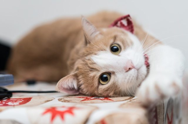 orange tabby cat lying on white and red textile