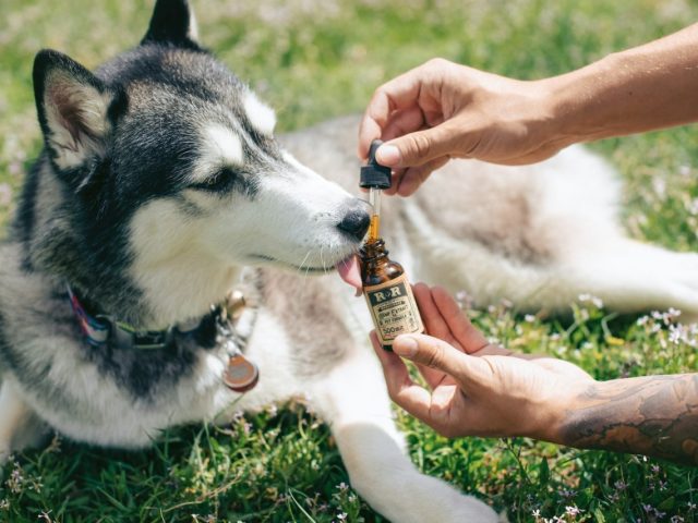 CBD uso veterinario: una nuova frontiera