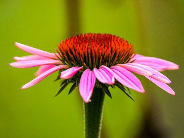 ECHINACEA: la pianta che allontana i virus, dai nostri laboratori