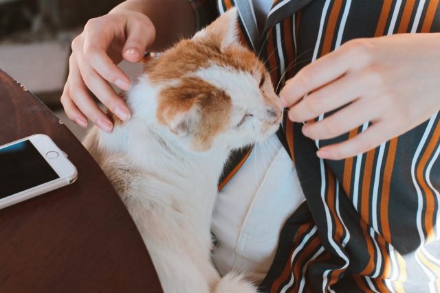 person holding white and orange cat