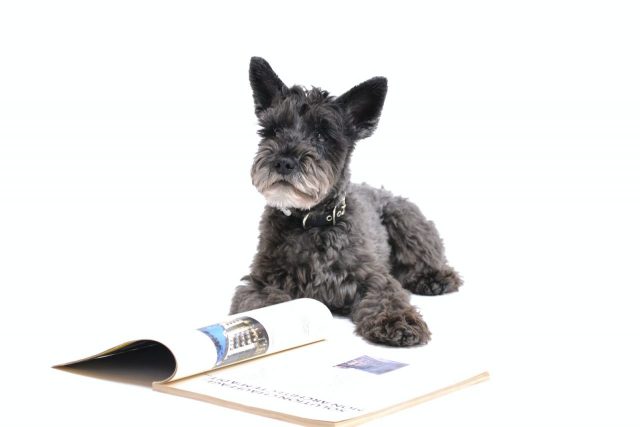 long-coated gray dog