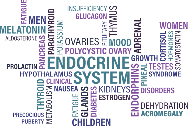 thyroid, endocrine, diabetes, gland, syndrome, disease, cancer, fatigue, ovaries, ovary, thymus, pituitary, adrenal, pancreas, word, word cloud, wordle, thyroid, thyroid, thyroid, thyroid, thyroid, endocrine, endocrine